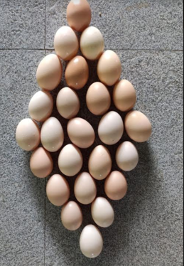 Public product photo - Manufacturer of Export quality brown eggs